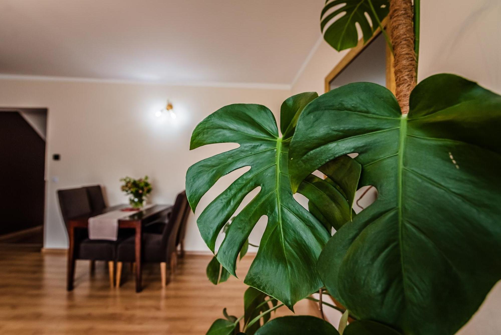 Apartamenty Widok Szczawnica Esterno foto